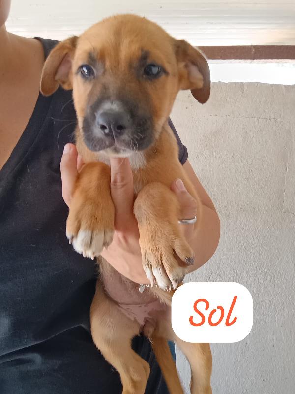 CUCCIOLI DI 2 MESI TAGLIA MEDIA Foto 4